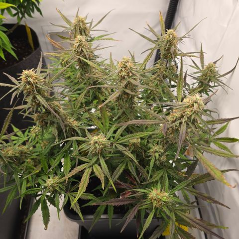 Jane growlog timeline photo