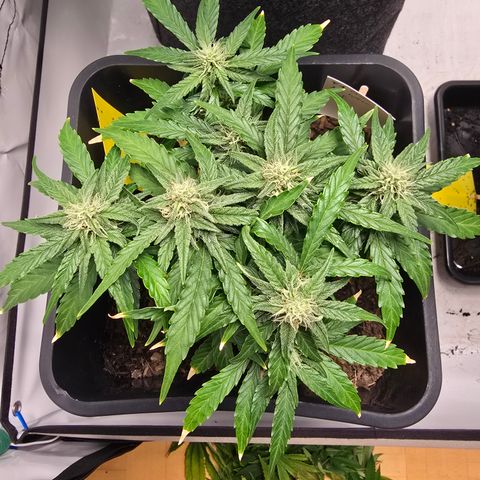 Raphaela growlog timeline photo