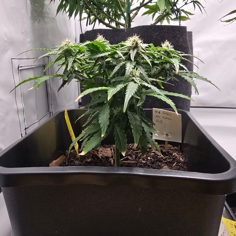 Raphaela growlog timeline photo