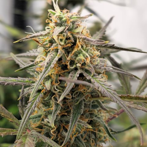 Jane growlog timeline photo