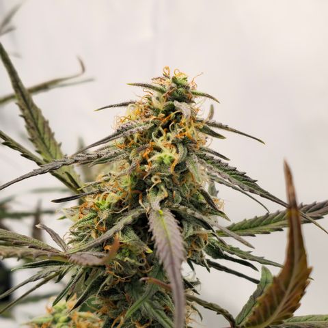 Jane growlog timeline photo