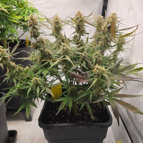 Jane growlog timeline photo