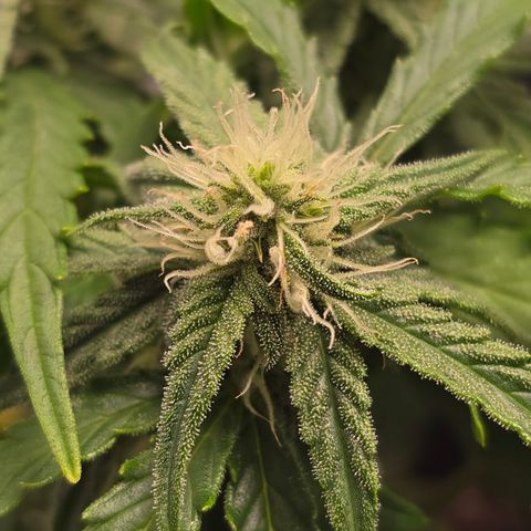 Raphaela growlog timeline photo