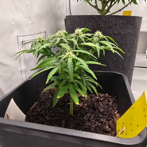 Raphaela growlog timeline photo