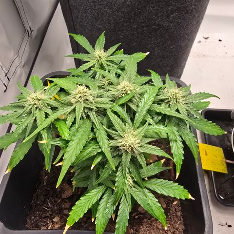 Raphaela growlog timeline photo