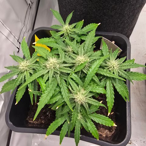 Raphaela growlog timeline photo