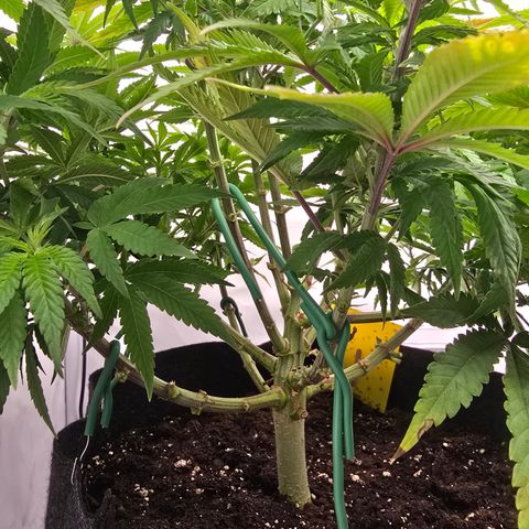Mary growlog timeline photo