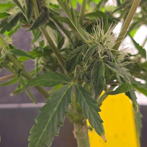 Raphaela growlog timeline photo
