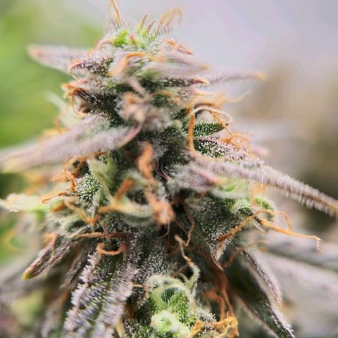 Jane growlog timeline photo