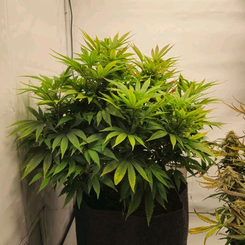 Mary growlog timeline photo