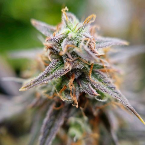 Jane growlog timeline photo