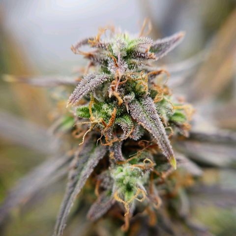 Jane growlog timeline photo