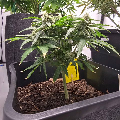 Raphaela growlog timeline photo
