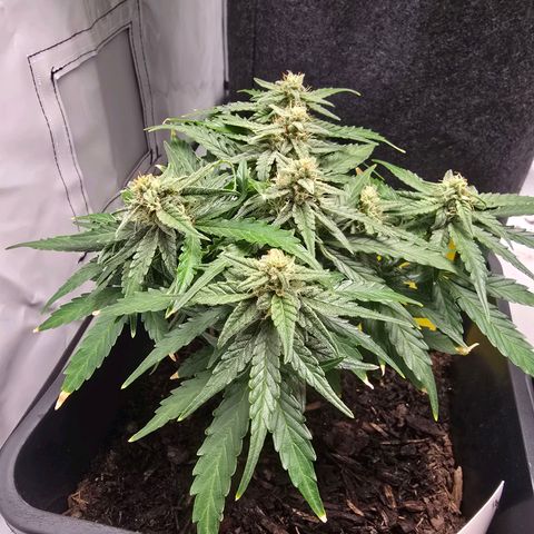 Raphaela growlog timeline photo