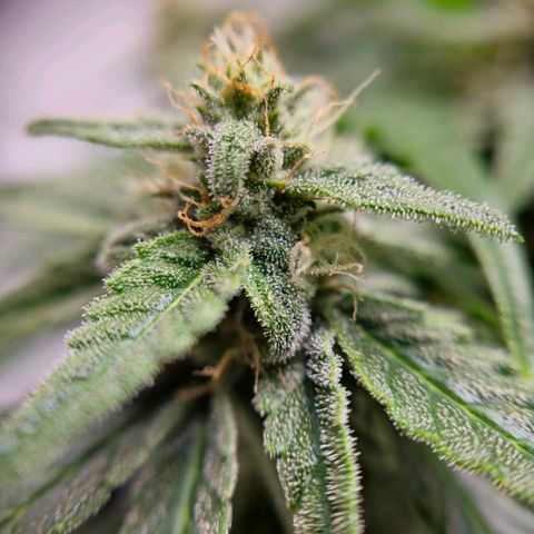 Raphaela growlog timeline photo