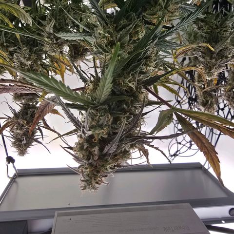 Jane growlog timeline photo