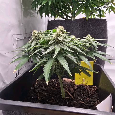 Raphaela growlog timeline photo