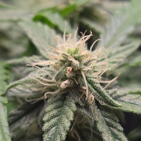 Raphaela growlog timeline photo