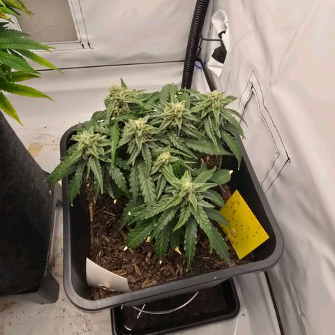 Raphaela growlog timeline photo