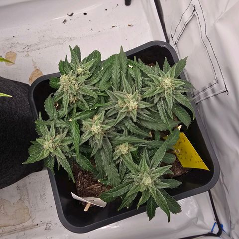 Raphaela growlog timeline photo