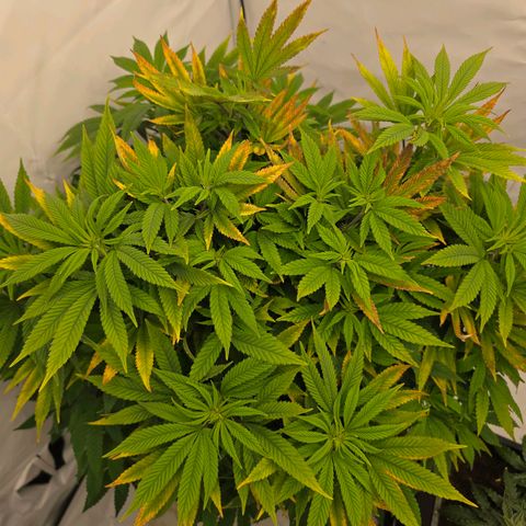 Mary growlog timeline photo