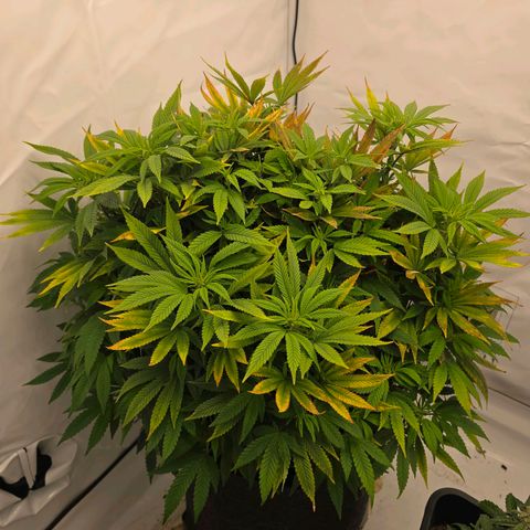 Mary growlog timeline photo