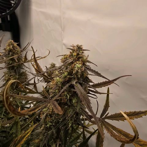 Jane growlog timeline photo