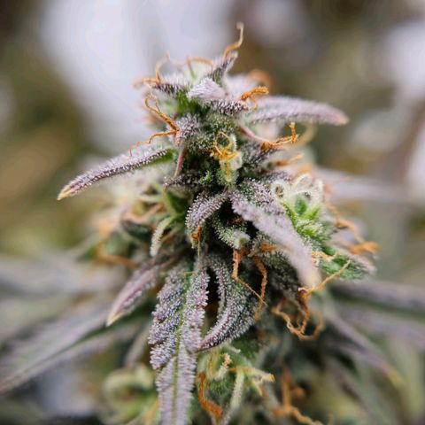 Jane growlog timeline photo