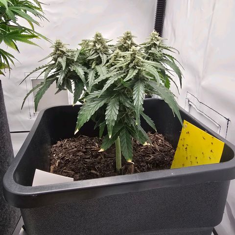 Raphaela growlog timeline photo