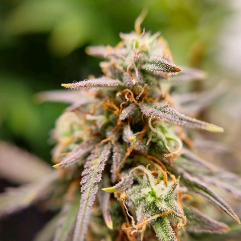 Jane growlog timeline photo