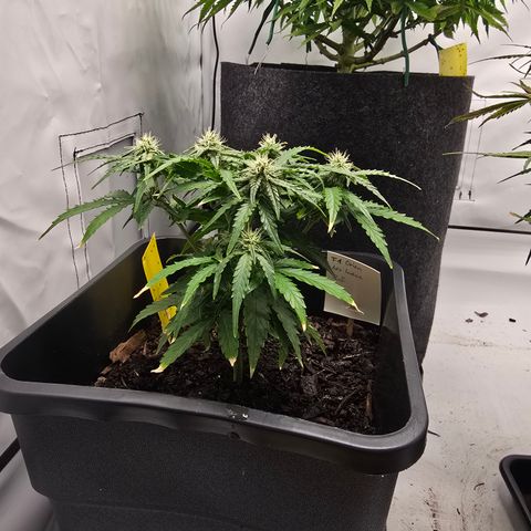 Raphaela growlog timeline photo