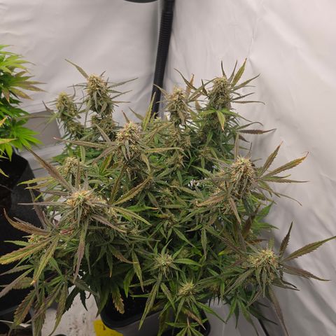 Jane growlog timeline photo