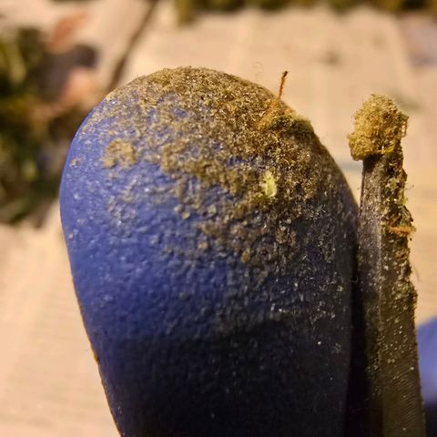 Jane growlog timeline photo