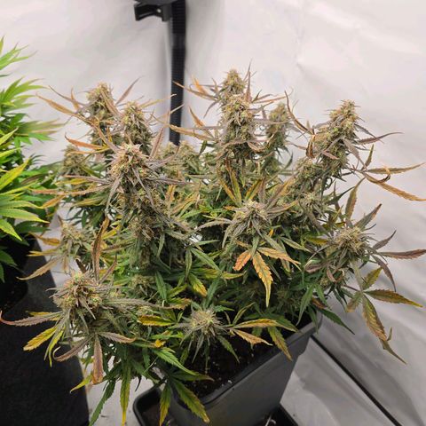 Jane growlog timeline photo