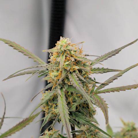 Jane growlog timeline photo