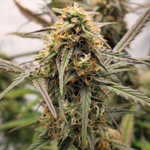 Jane growlog timeline photo
