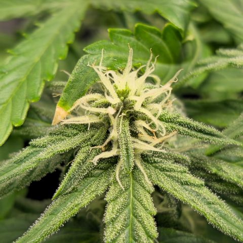 Raphaela growlog timeline photo