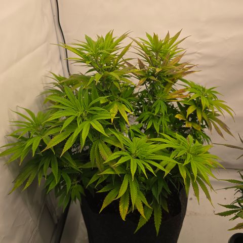 Mary growlog timeline photo