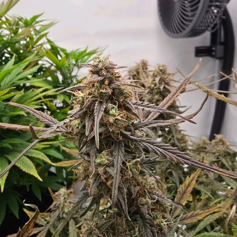Jane growlog timeline photo