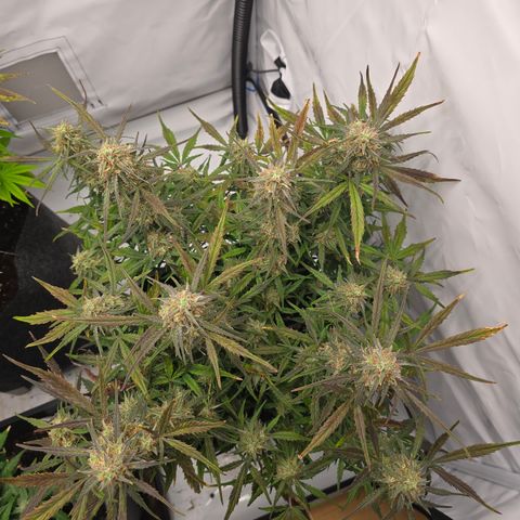 Jane growlog timeline photo