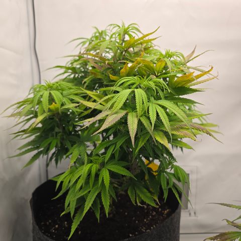 Mary growlog timeline photo
