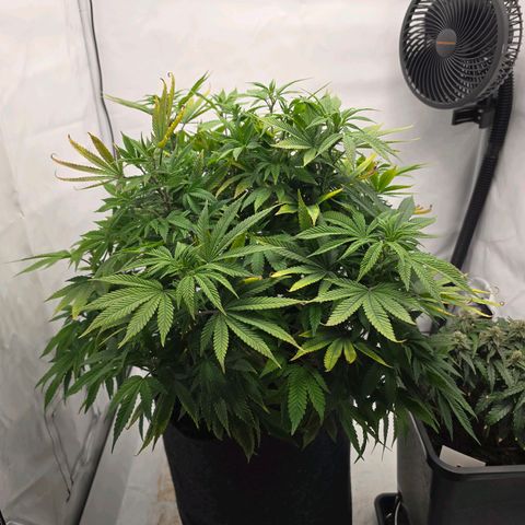 Mary growlog timeline photo