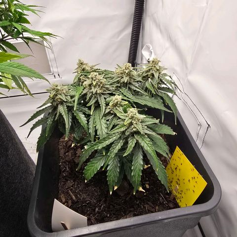 Raphaela growlog timeline photo