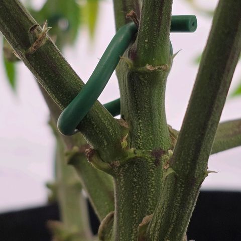Mary growlog photo: Ein Haupttrieb beim LST gebrochen
