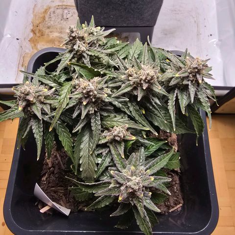 Raphaela growlog timeline photo