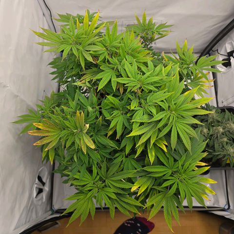 Mary growlog timeline photo