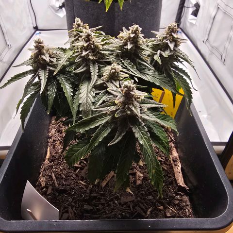 Raphaela growlog timeline photo