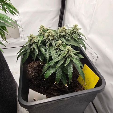 Raphaela growlog timeline photo