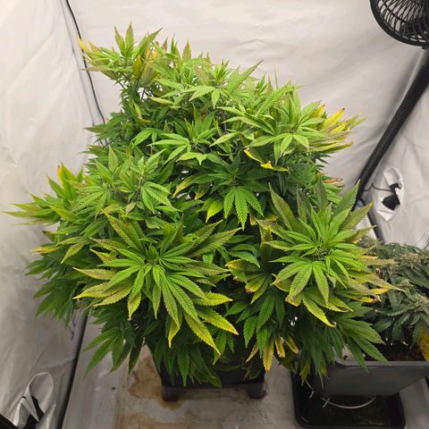 Mary growlog timeline photo