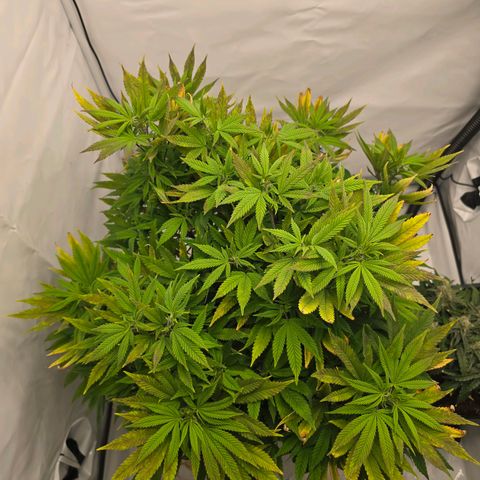 Mary growlog timeline photo